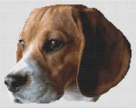 Beagle Head Study (image for) Beagle Head Study